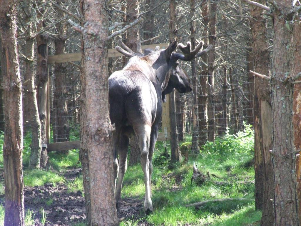 Skalleruds Gard Åsensbruk Buitenkant foto